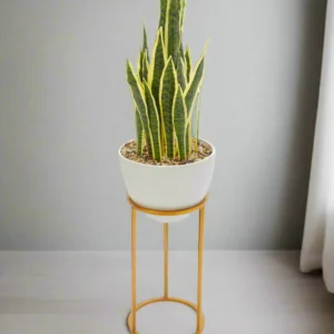 Snake plant