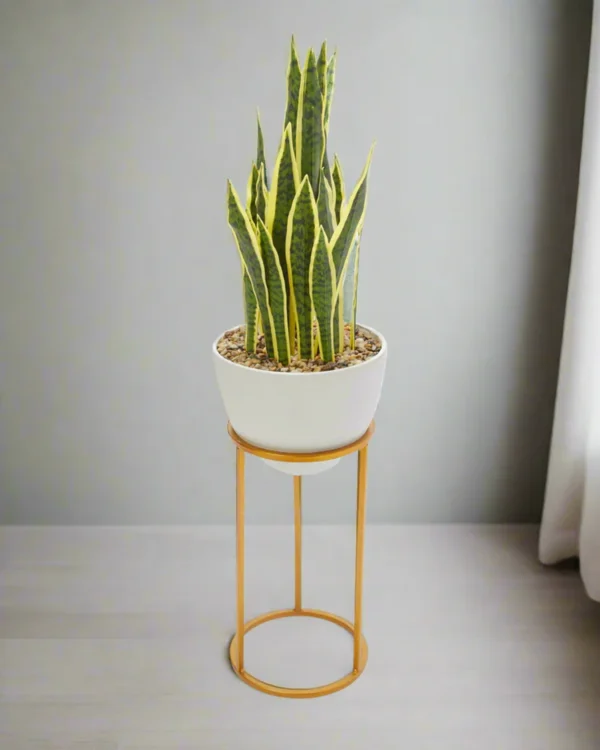 Snake plant