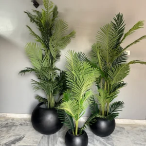 Areca palm with ball