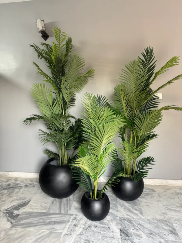 Areca palm with ball