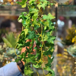 Artificial Plant - Hanging IVY Leaf