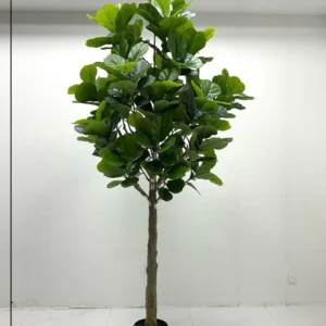 Fiddle leaf fig tree
