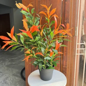 Bamboo Plant