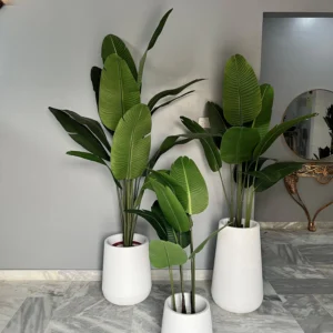 Banana Palm with round pot