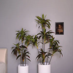 Cordyline fruticosa tree