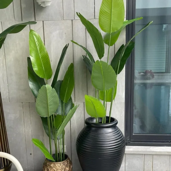 Rubber Banana Palm