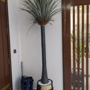 Yucca Palm – Alsulaiteen Gardens