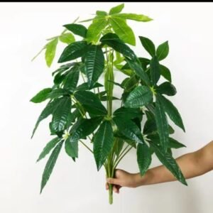 Caladium Red Plant