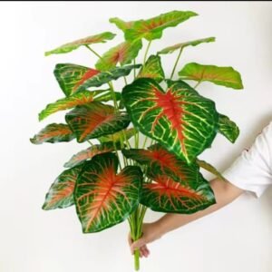 Fatsia Plant