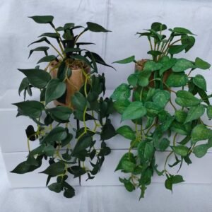Pothos Vine Plant (single)