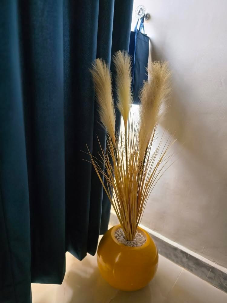 Pampas yellow with round yellow pot height 3 feet - Image 2