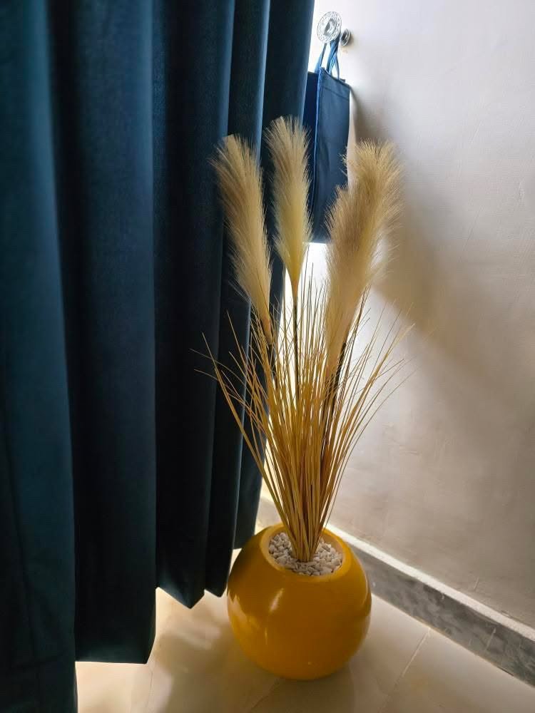 Pampas yellow with round yellow pot height 3 feet
