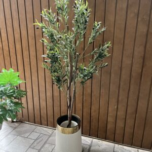 Olive plant with plastic planter