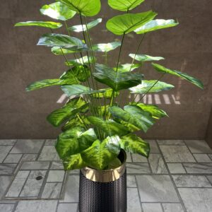 Tropical Green Elephant Ear Plant in Textured Black Planter