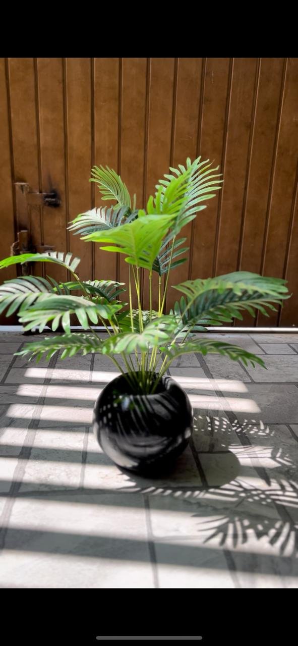 Areca Palm 27 inch with black pot