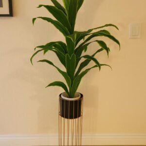 Dracaena Fragrans (Corn Plant) with Modern Stand (5.5 feet)