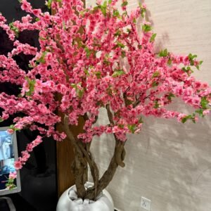 Cherry Blossom Plant 6 Feet with round Planter