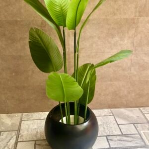 Banana palm 4.5 feet with round planter