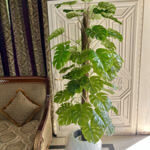 Monstera bail plant 6 feet with round planter