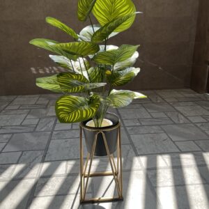 Money plant with metal stand 3 feet