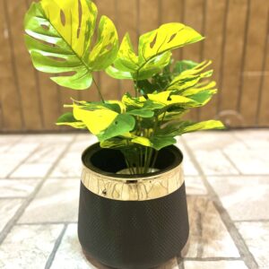 Monstera yellow+green shade with pot 18 inch