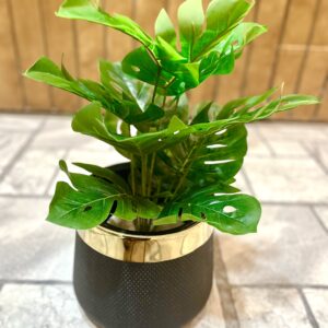 Monstera plant with golden strip pot 18 inch height