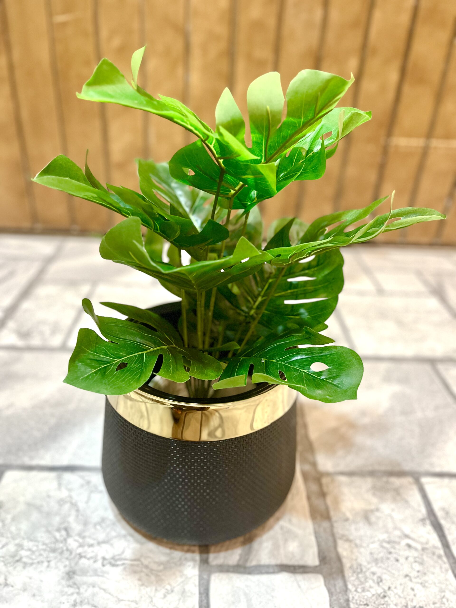 Monstera plant with golden strip pot 18 inch height