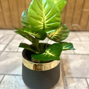Money plant with plastic pot 18 inch
