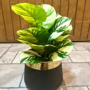 Elegant double shade money plant