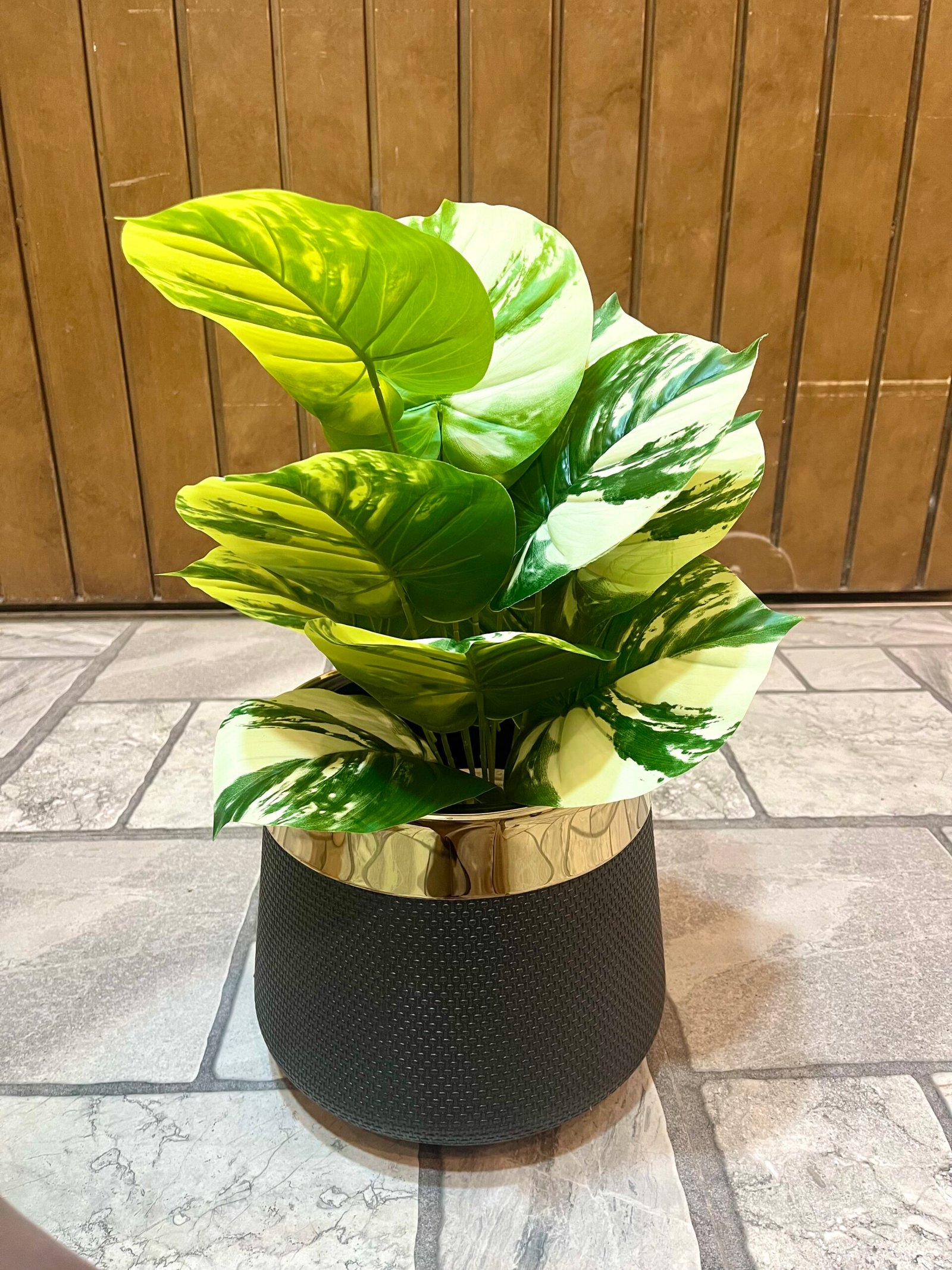 Elegant double shade money plant