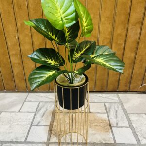 Vibrant Philodendron Plant With metal planter