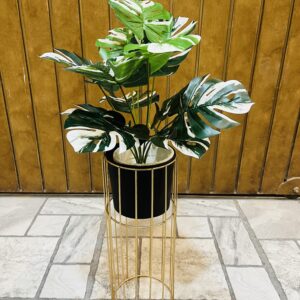Monstera plant white and green shade with metal planter