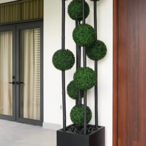 Boxwood column plant 6 feet(without planter)
