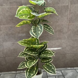 Money plant light green leaves double shade