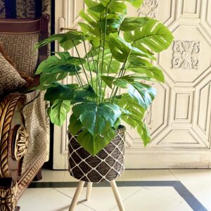 Monstera plant with tripod wooden basket