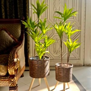 Dracaena plant with wooden tripod stand (pair)