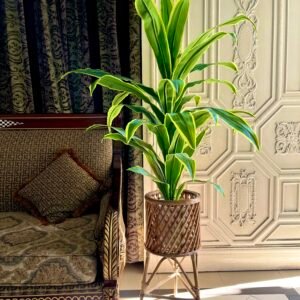 Dracaena plant with cane planter 5 feet