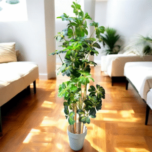 Chiko plant 5 feet