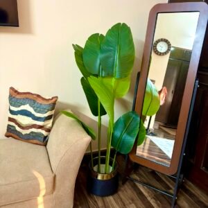 Banana plant 4.5 feet with planter