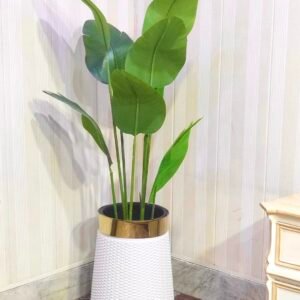 Banana plant with plastic planter 5 feet