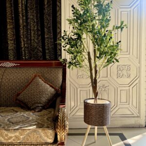 Olive plant with wooden tripod stand height 6 feet