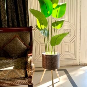 Banana plant with wooden tripod planter 5.5 feet