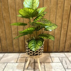 Money plant with jute triopd stand 3.5 feet