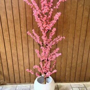 Cherry blossom plant pink in plastic pot