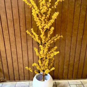 Cherry blossom flowers yellow (in plastic pot)