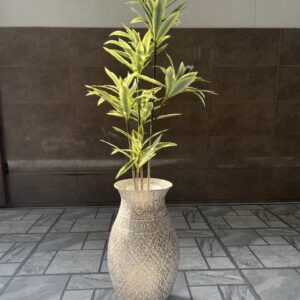 Dracaena plant with fiber planter 4 feet