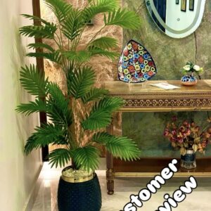 Areca palm 5 feet