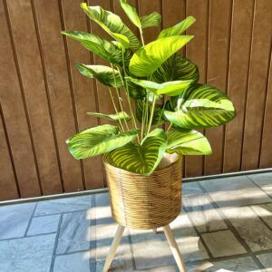 Money plant with tripod basket stand 3.5 feet