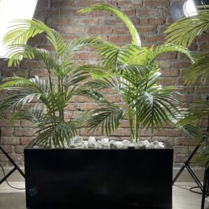 Areca palm arrangement in rectangular fiberglass planter