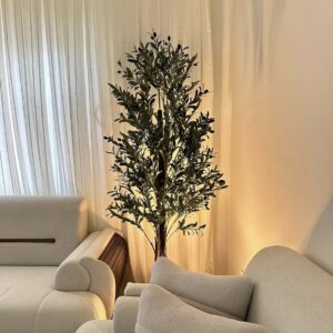 Olive plant 5.5 feet